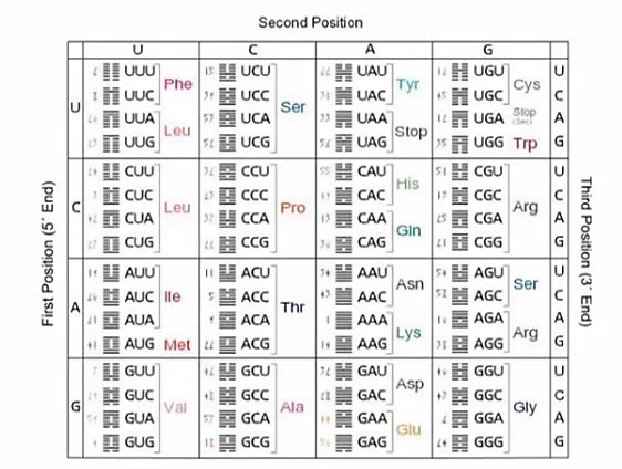Hexgrams and codons