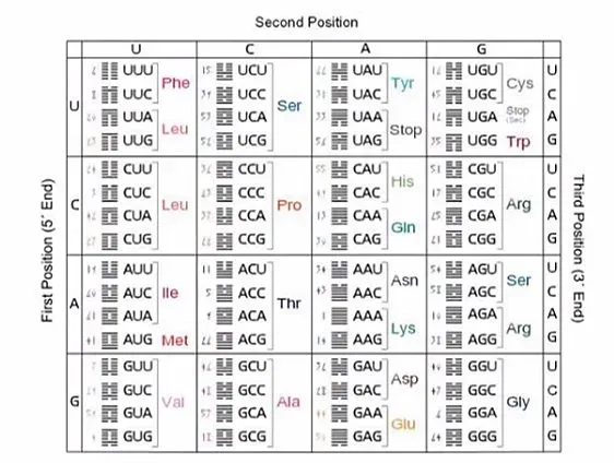 Hexgrams and codons